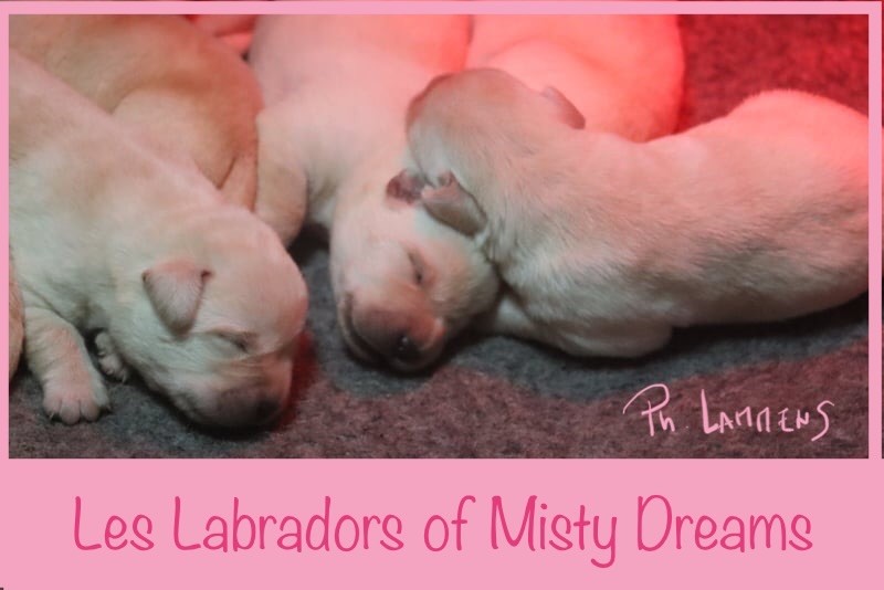 of misty dreams - Chiot disponible  - Labrador Retriever
