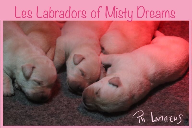 of misty dreams - Chiot disponible  - Labrador Retriever