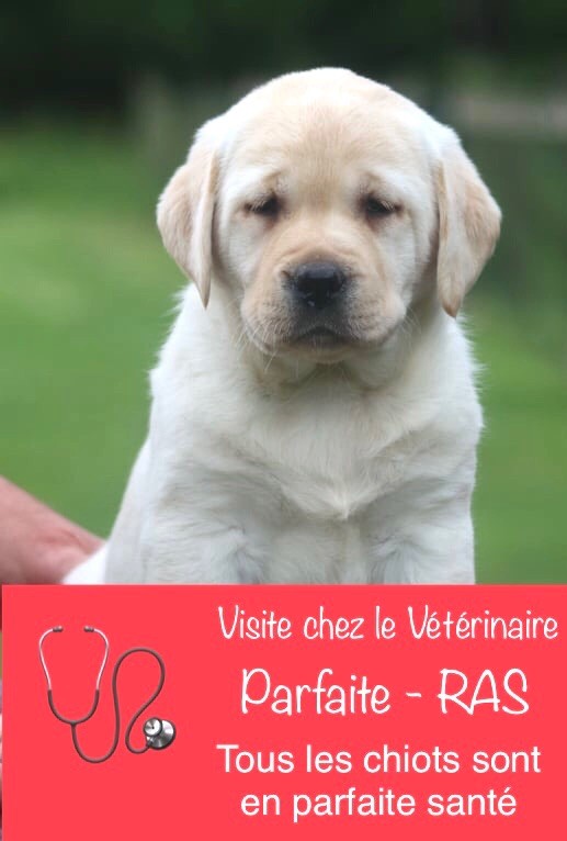 of misty dreams - Chiots labradors lof disponibles 