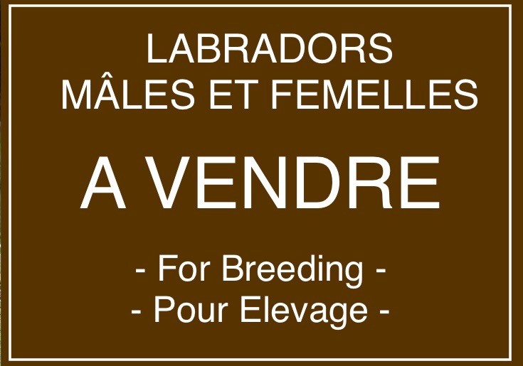 of misty dreams - Breeding prospects - Labradors à vendre pour élevage 