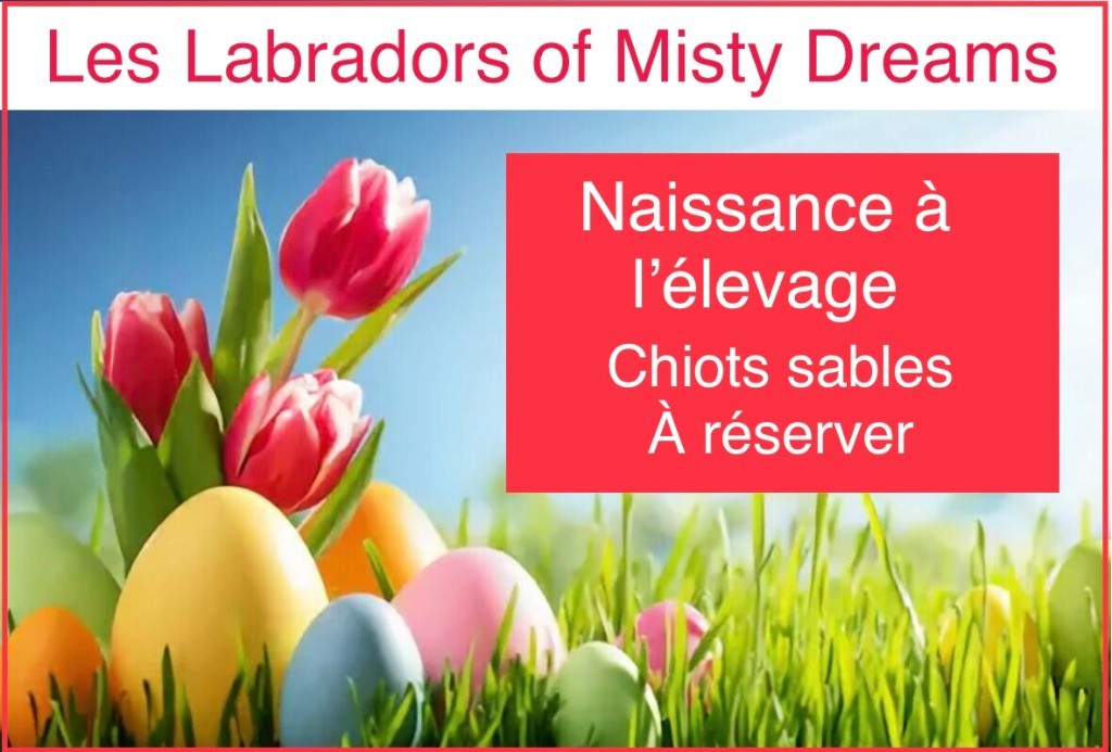 of misty dreams - Naissance à l?élevage aujourd?hui !