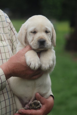 Chiot labrador femelle sable LOF