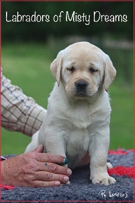 Chiot labrador mâle sable LOF