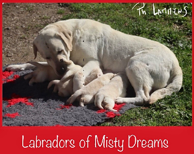 of misty dreams - Labrador Retriever - Portée née le 28/03/2024