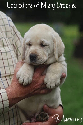 Chiot labrador femelle sable LOF