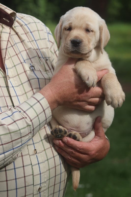 Chiot labrador mâle sable LOF