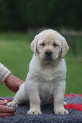 Chiot labrador femelle sable LOF