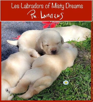 Chiot labrador mâle sable LOF