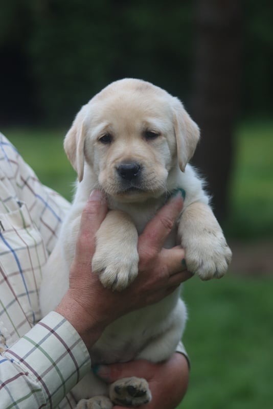 of misty dreams - Chiot disponible  - Labrador Retriever