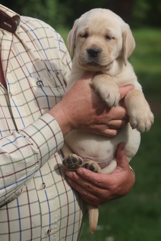 of misty dreams - Chiot disponible  - Labrador Retriever