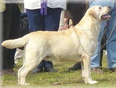 CH. Ahti aspen Of finnwoods