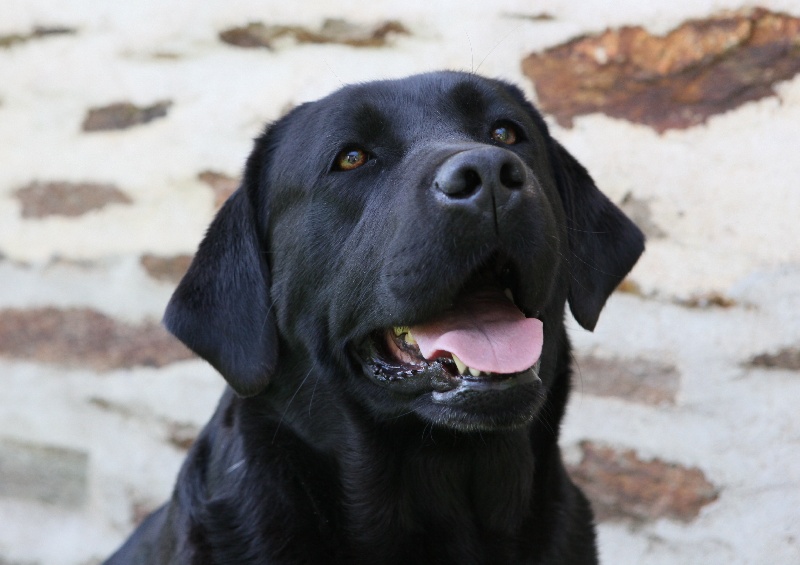 Baghera of misty dreams