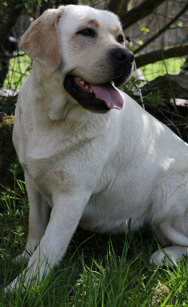 Delicious girl of misty dreams