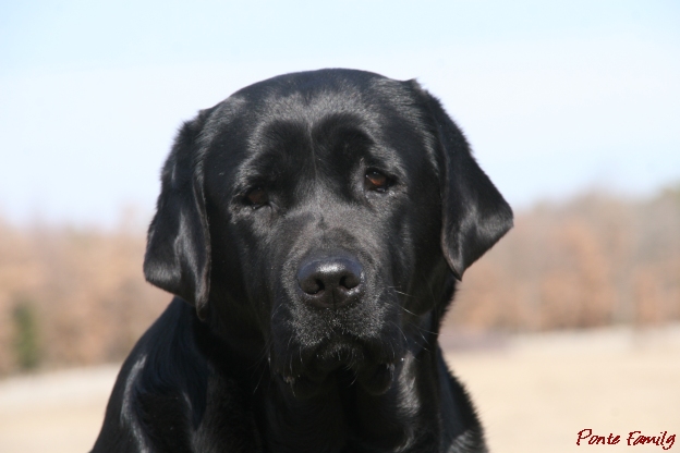 Be loved by me forever dite mia of misty dreams