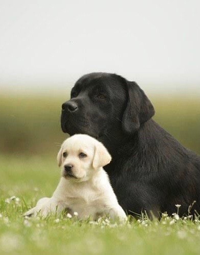 of misty dreams - CHIOTS DISPONIBLES DANS LES 3 COULEURS