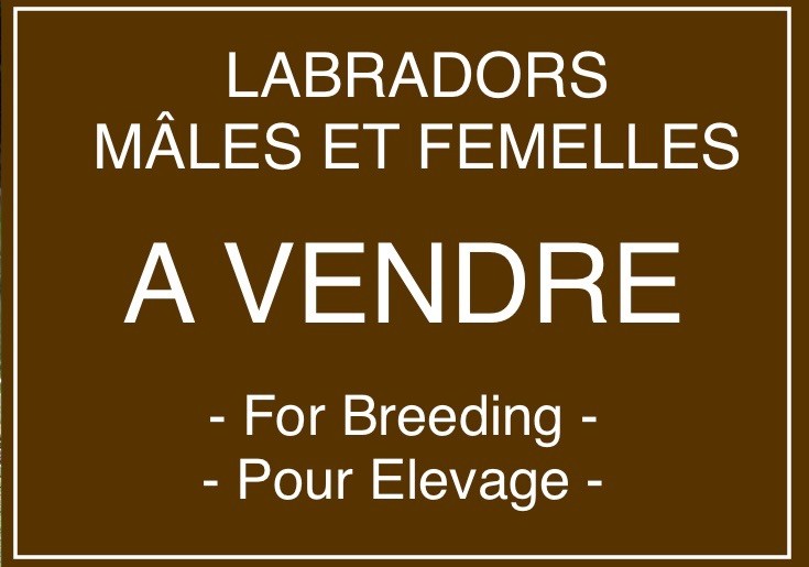 of misty dreams - Breeding prospects - Labradors à vendre pour élevage