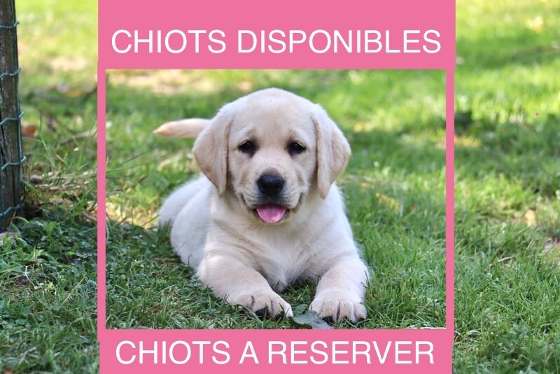 Chiots disponibles ou à réserver !