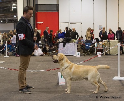of misty dreams - Troyes CACIB 1er février 2014
