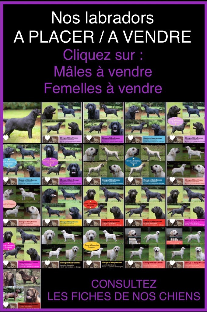 Urgent Labradors mâles et femelles de 5 mois à 8 ans à placer 