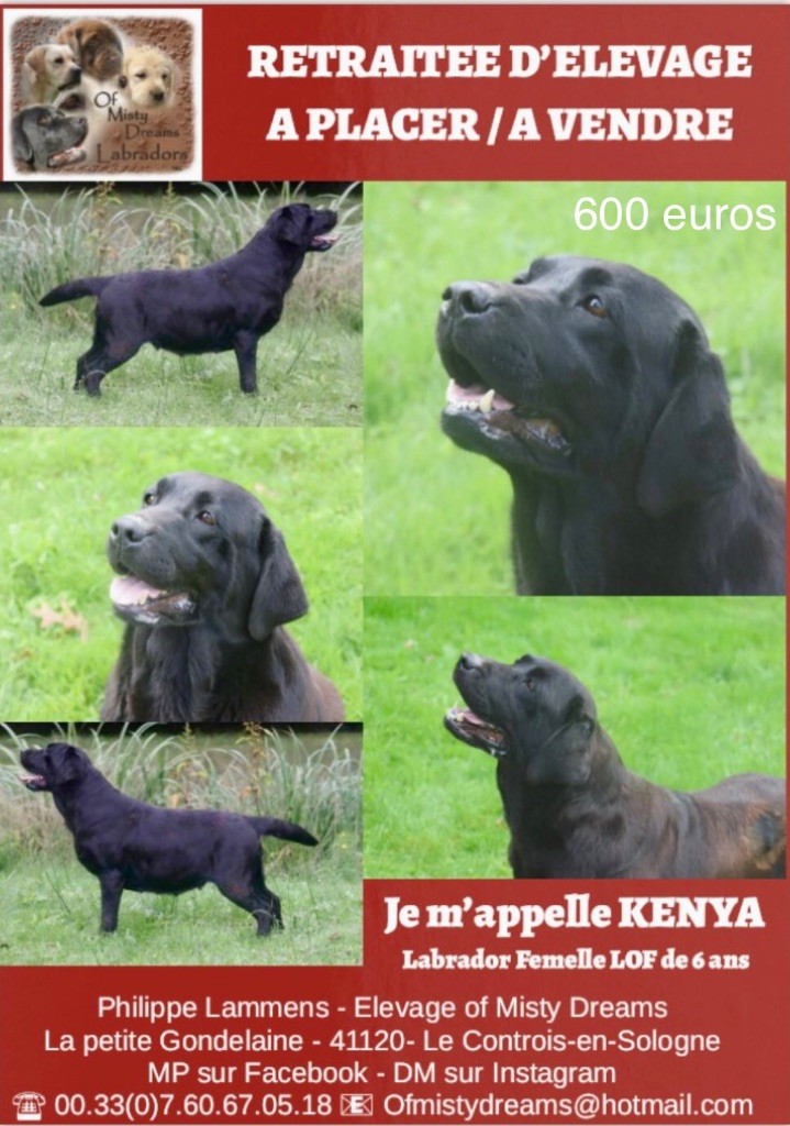 of misty dreams - Kenya cherche une super famille ! 