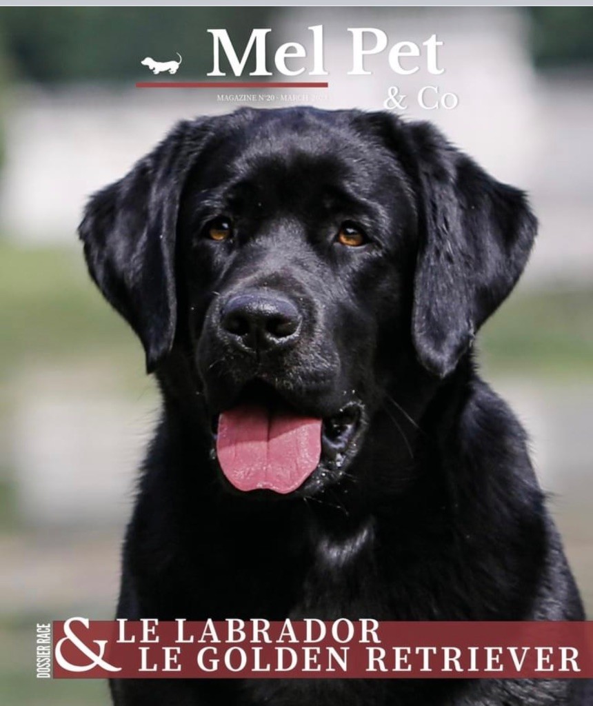 of misty dreams - Notre élevage dans le Magazine Mel Pet& Co