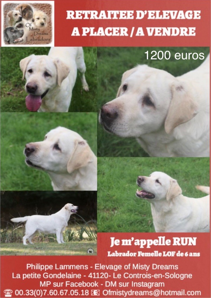 of misty dreams - Run cherche une super famille ! 
