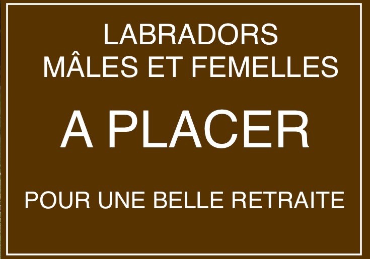 of misty dreams - Retraités - Femelles et mâles Labradors à placer