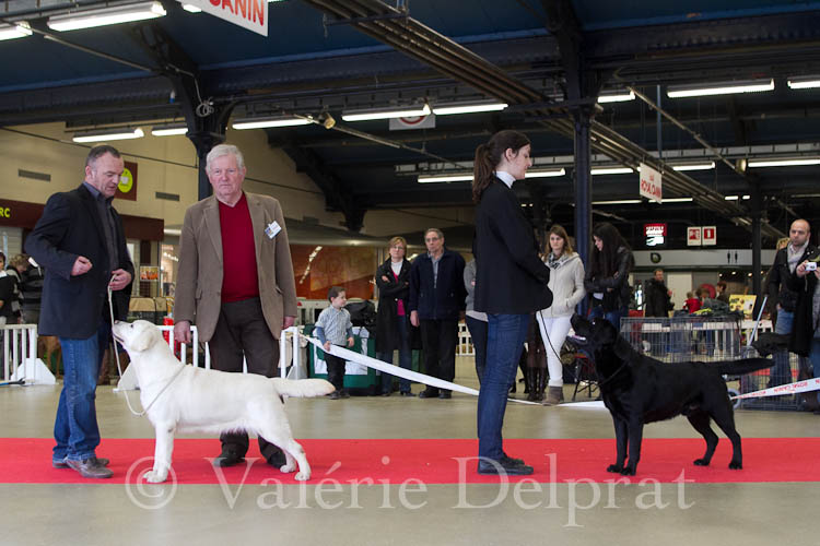 EXPOSITIONS CANINES