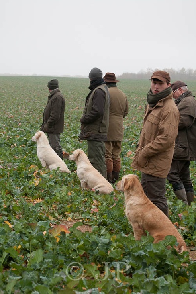 FIELDS TRIALS