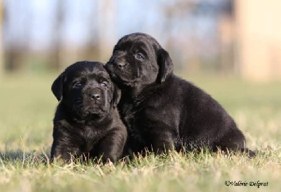CHIOT mâle noir LOF