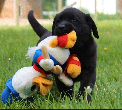 CHIOT mâle noir LOF